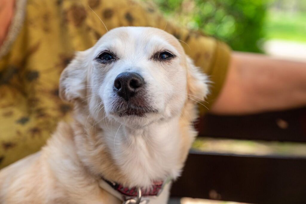 Retrato de un perro mestizo con collar