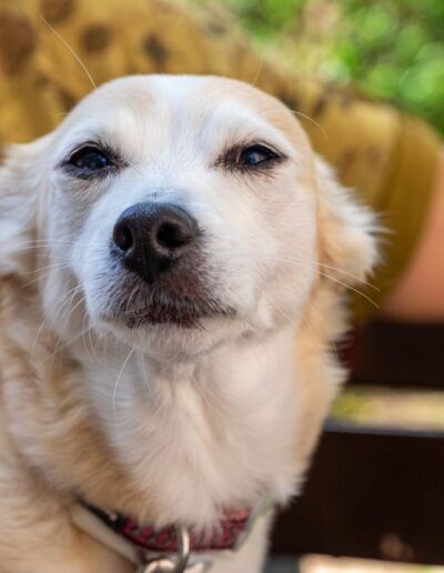 Retrato de un perro mestizo con collar