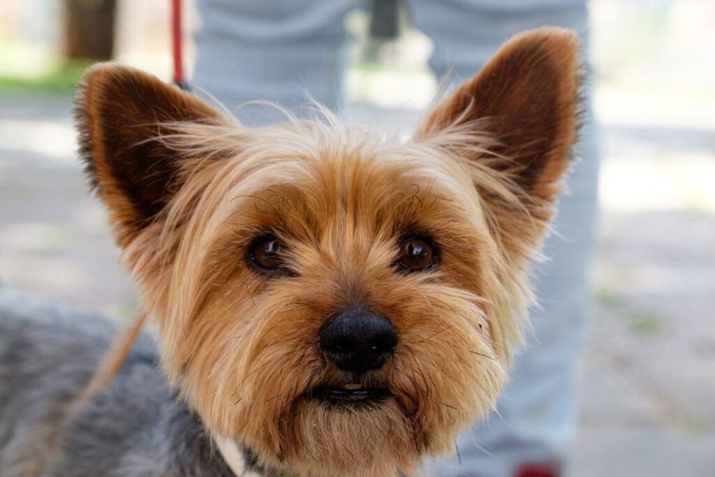 Retrato de un perro yorkshire terrier