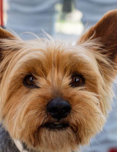 Retrato de un perro yorkshire terrier