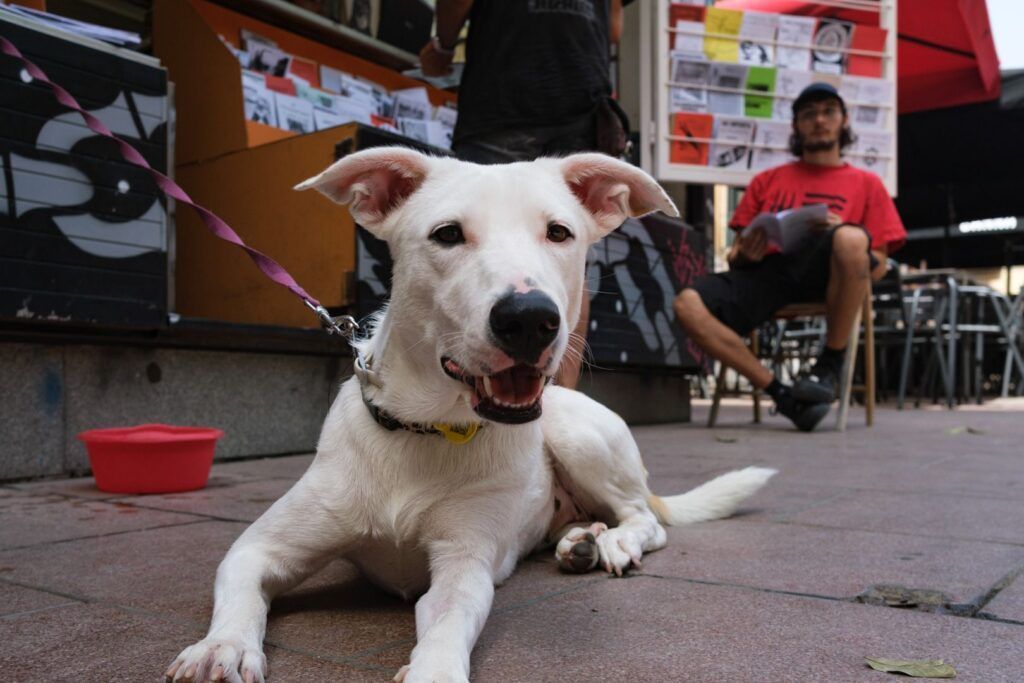 Perro blanco tumbado en la calle junto a un café
