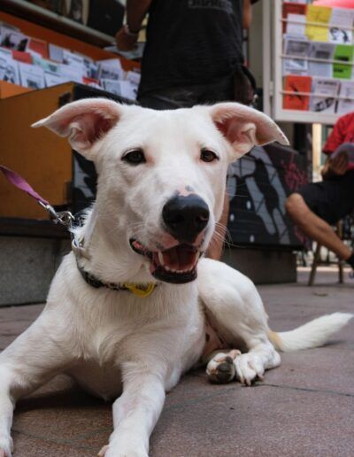 Perro blanco tumbado en la calle junto a un café