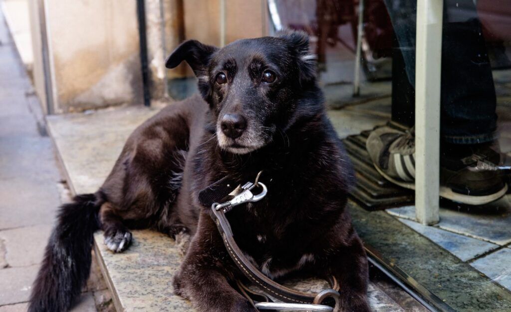 Perro negro tumbado en la calle