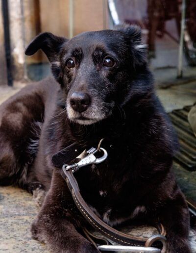 Perro negro tumbado en la calle