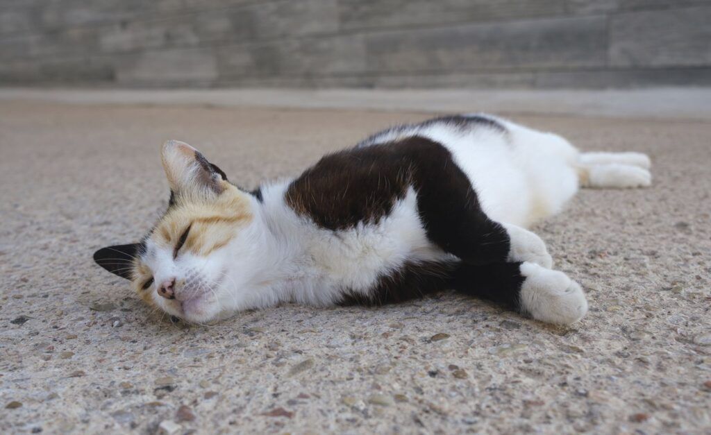 Gato blanco y negro tumbado en el suelo de la calle
