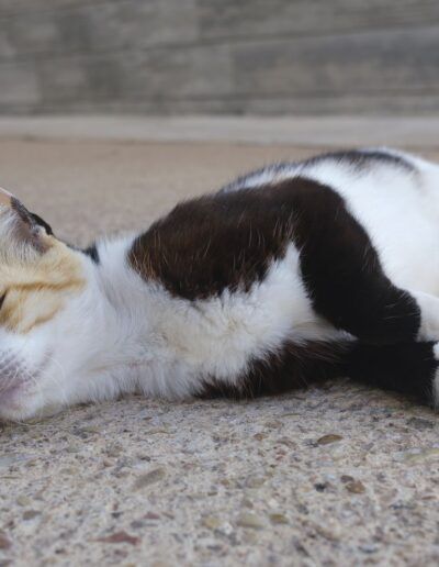 Gato blanco y negro tumbado en el suelo de la calle