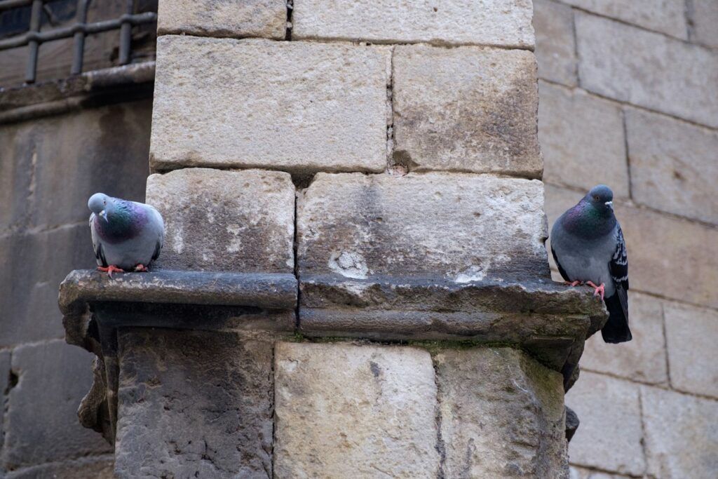 Palomas posadas en una fuente de piedra