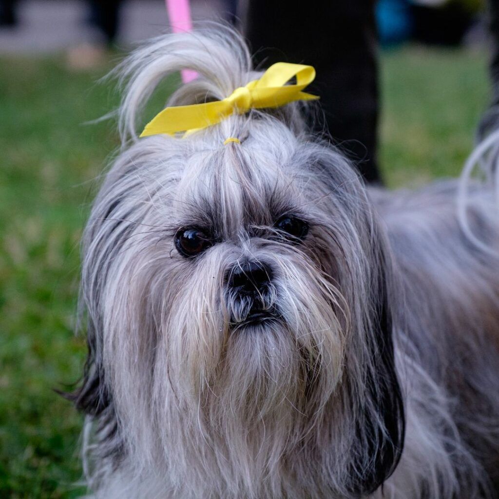 Perro shih tzu con un lazo amarillo en la cabeza