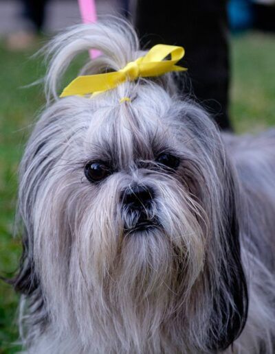 Perro shih tzu con un lazo amarillo en la cabeza
