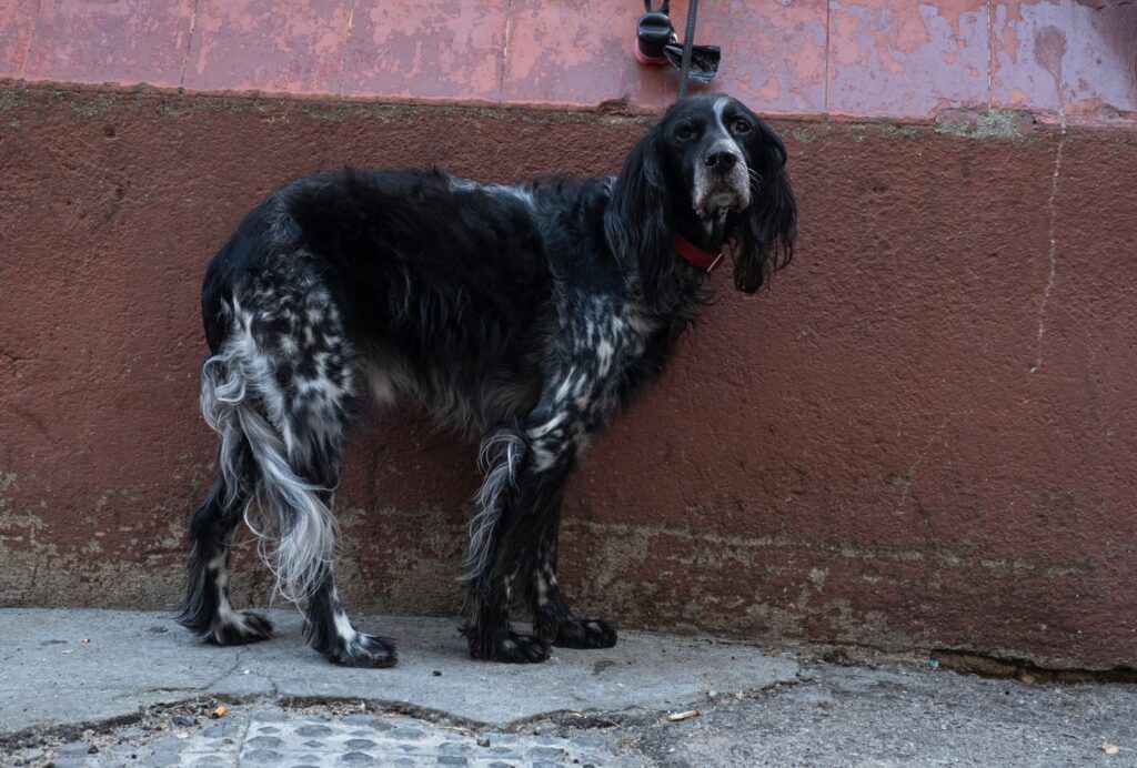 Perro blanco y negro junto a un muro de la calle