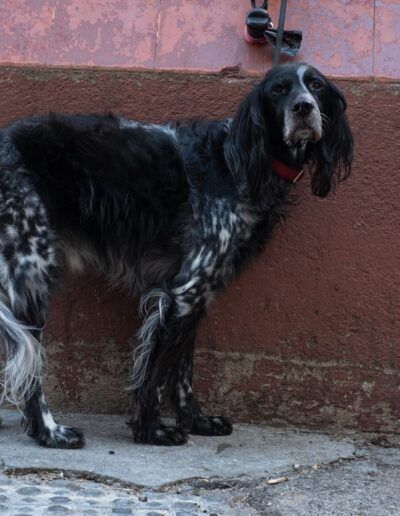 Perro blanco y negro junto a un muro de la calle