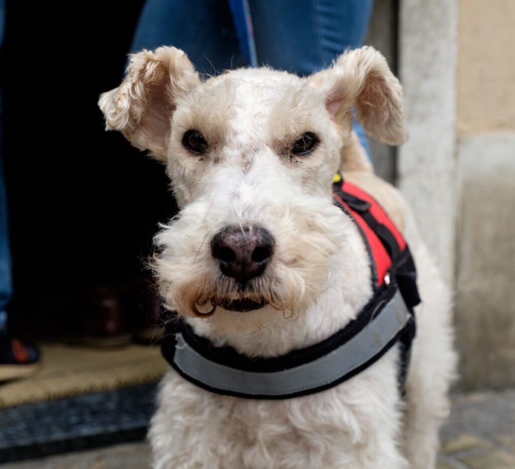 Perro schnauzer con la lengua fuera en la calle