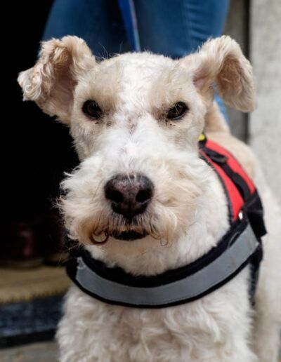 Perro schnauzer con la lengua fuera en la calle