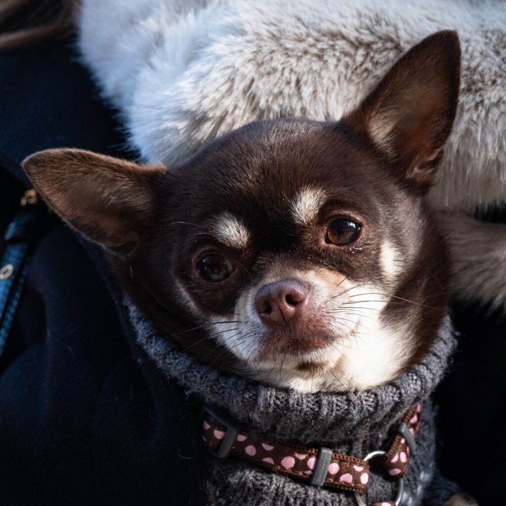 Perro chihuahua con un collar de tachuelas
