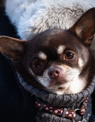 Perro chihuahua con un collar de tachuelas
