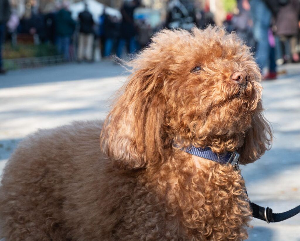 Perro caniche marrón paseando con correa