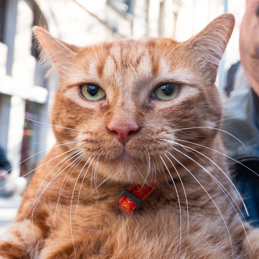 Retrato de un gato atigrado naranja