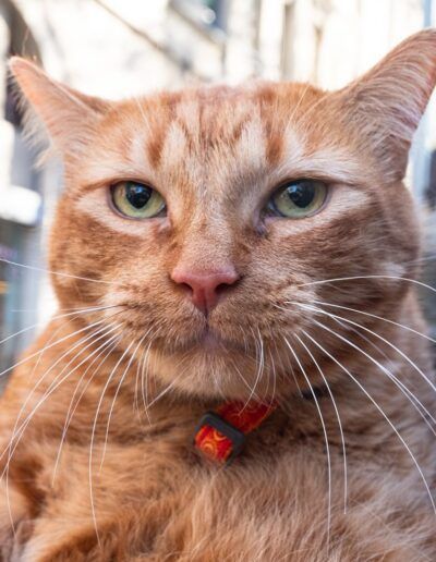 Retrato de un gato atigrado naranja