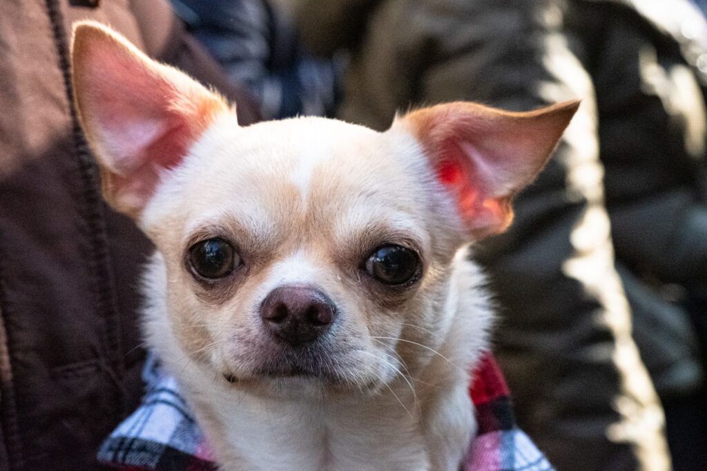 Retrato de un perro chihuahua