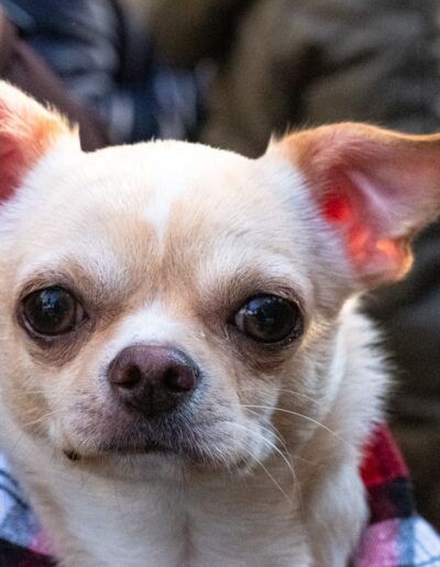 Retrato de un perro chihuahua