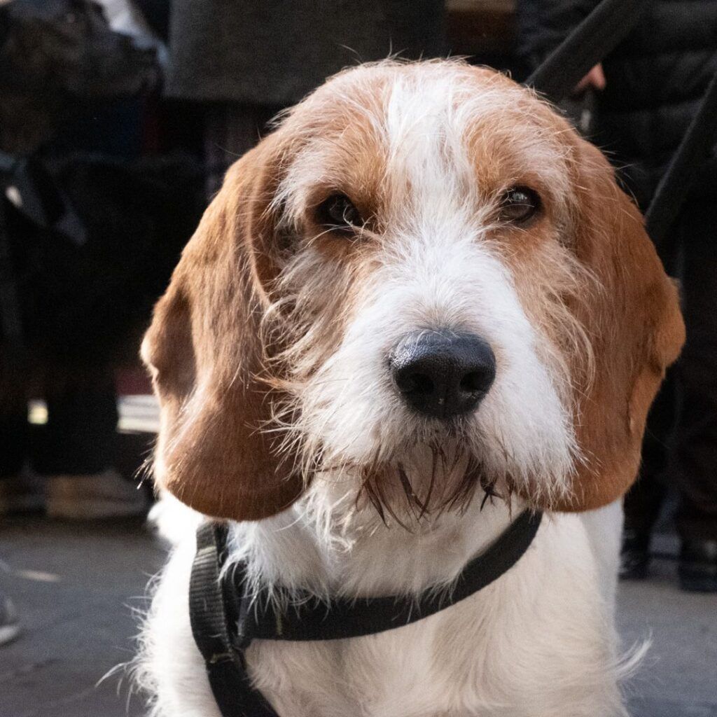 Retrato de un perro sabueso de pelo áspero