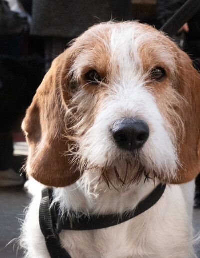 Retrato de un perro sabueso de pelo áspero