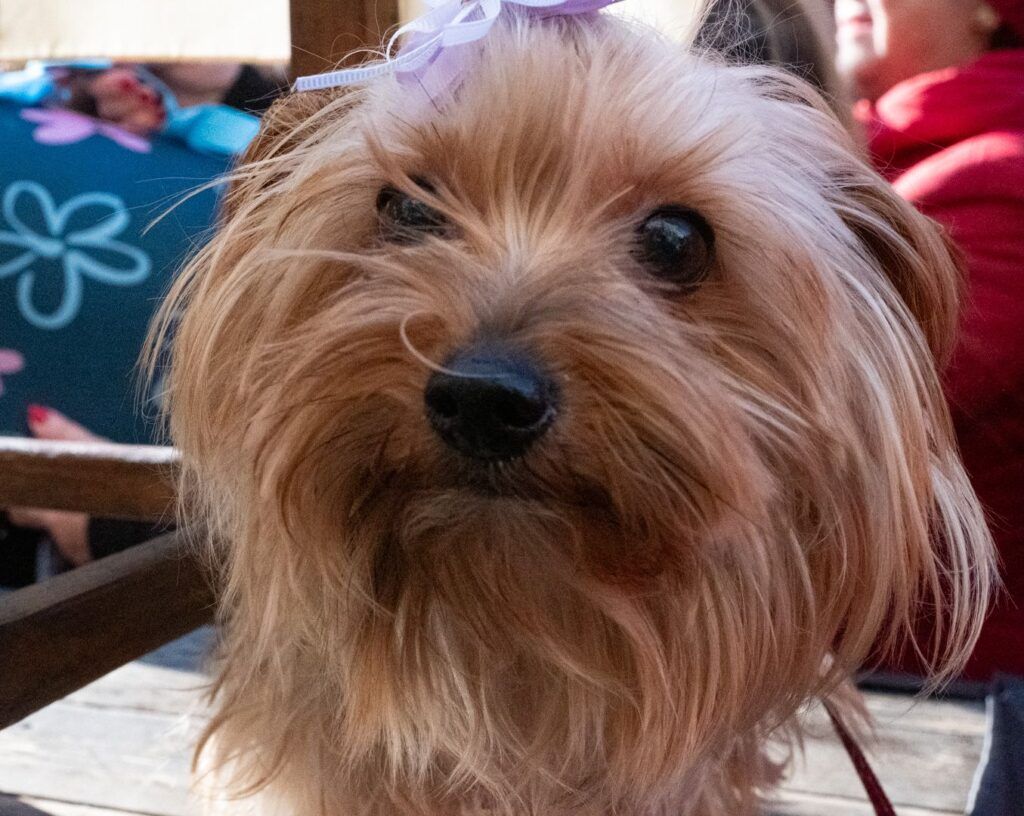 Retrato de un perro yorkshire terrier