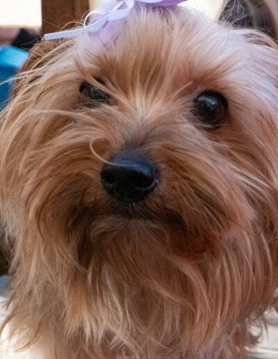 Retrato de un perro yorkshire terrier