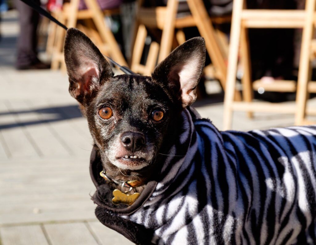 Perro vestido con un disfraz de rayas de cebra