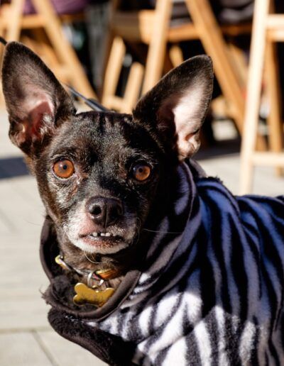 Perro vestido con un disfraz de rayas de cebra
