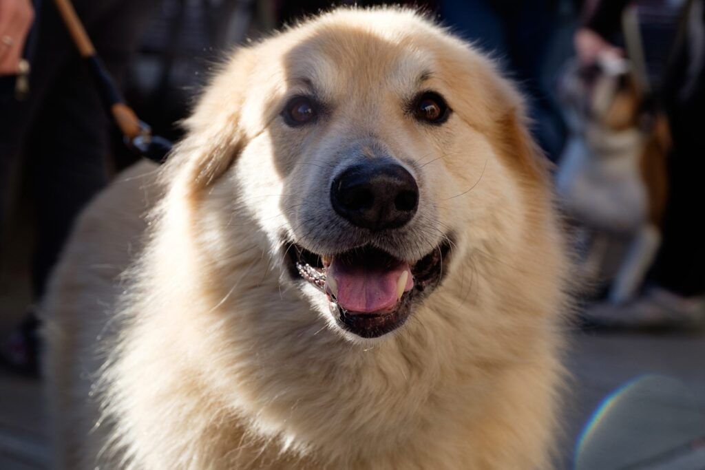 Perro de pelo dorado con la lengua fuera