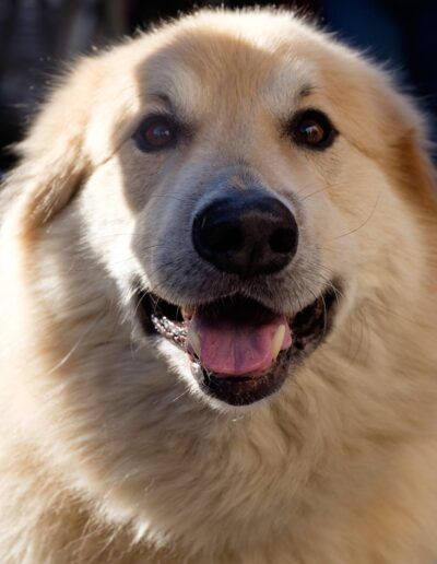 Perro de pelo dorado con la lengua fuera