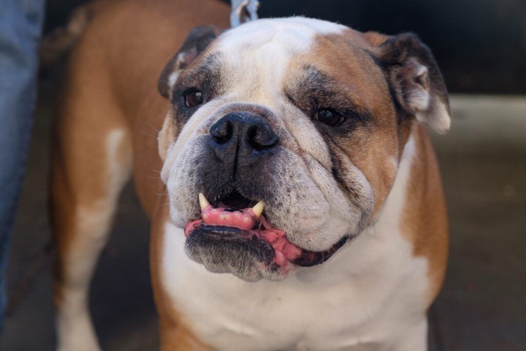 Retrato de un bulldog inglés