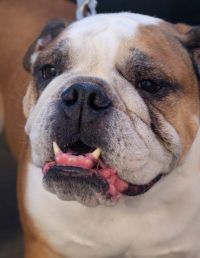 Retrato de un bulldog inglés