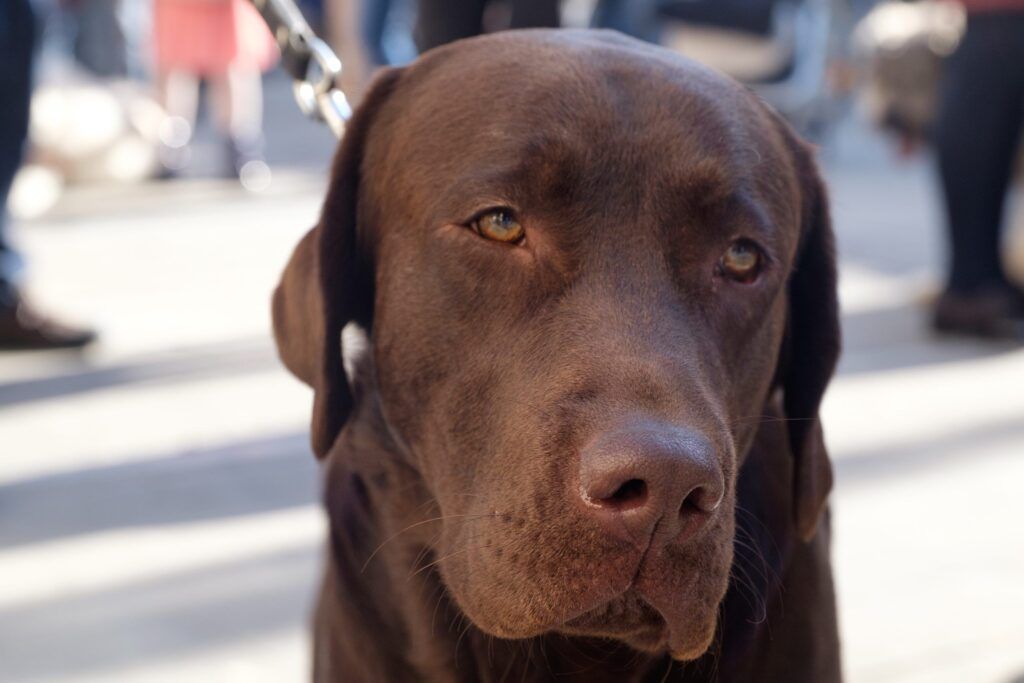 Retrato de un perro labrador de color chocolate