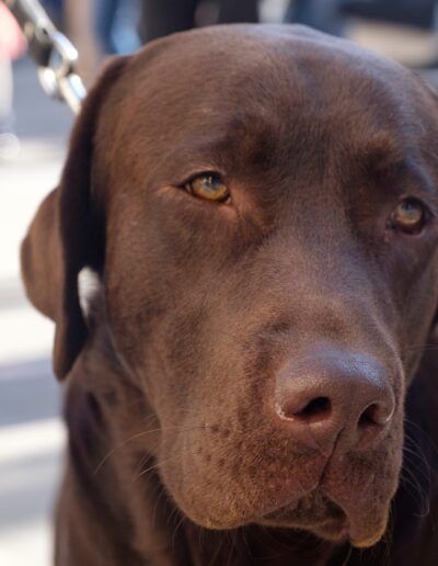 Retrato de un perro labrador de color chocolate