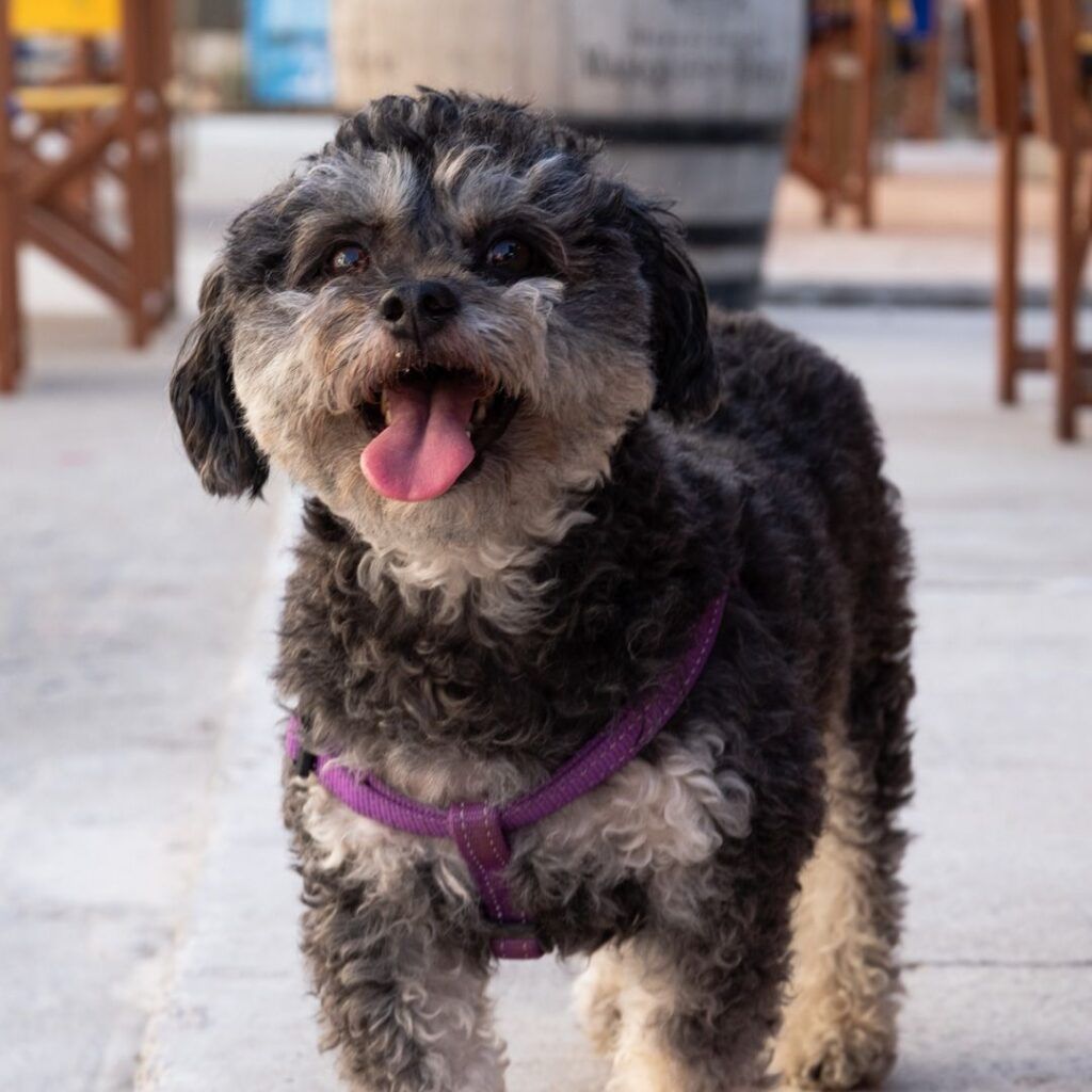 Perro tipo schnauzer con la lengua fuera