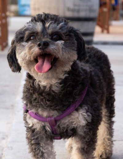 Perro tipo schnauzer con la lengua fuera