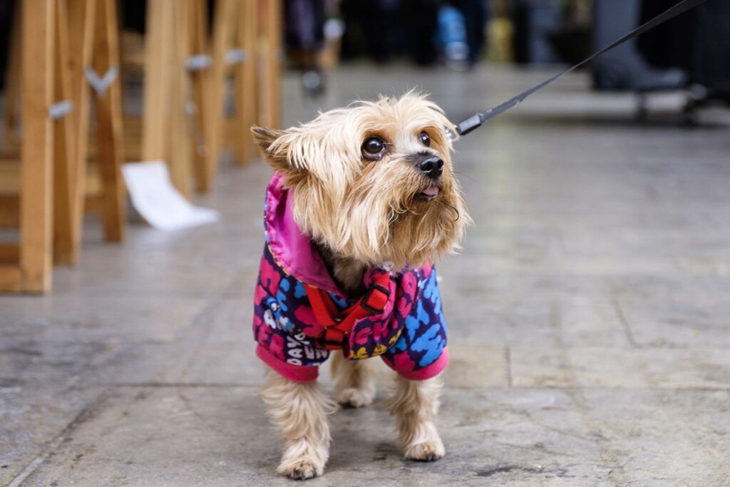 Pequeño perro vestido con una chaqueta de colores