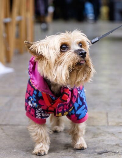 Pequeño perro vestido con una chaqueta de colores