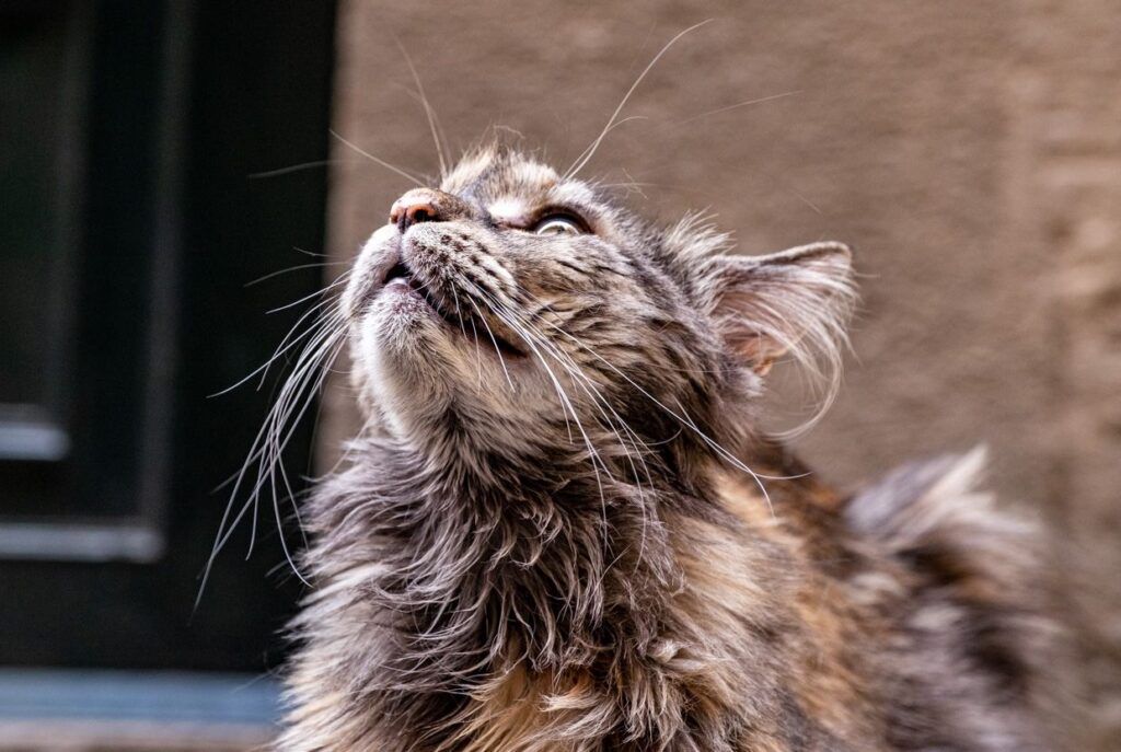 Gato atigrado mirando hacia arriba