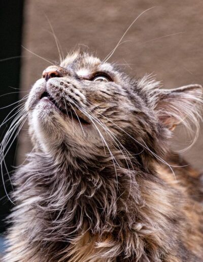 Gato atigrado mirando hacia arriba