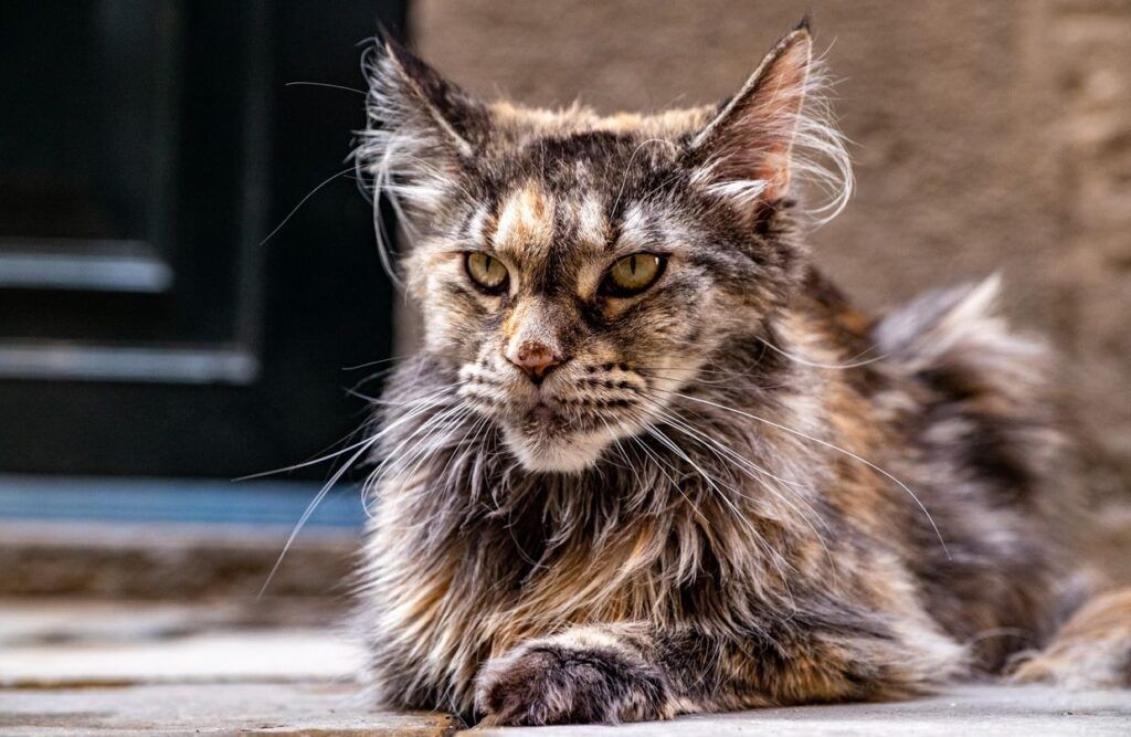 Gato maine coon tumbado en el suelo