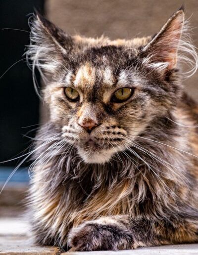 Gato maine coon tumbado en el suelo