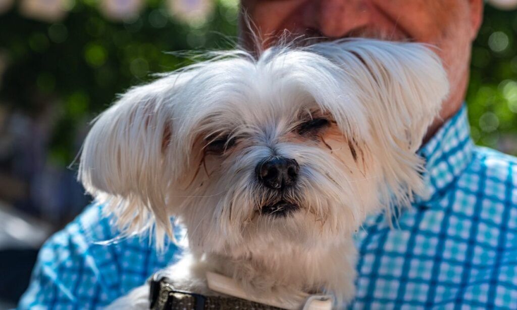 Pequeño perro blanco de pelo largo