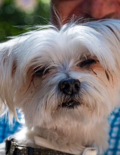 Pequeño perro blanco de pelo largo