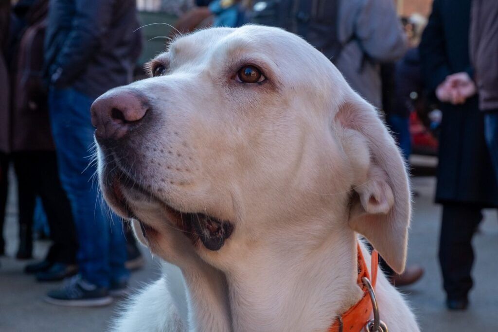 Perro labrador de color claro mirando al cielo