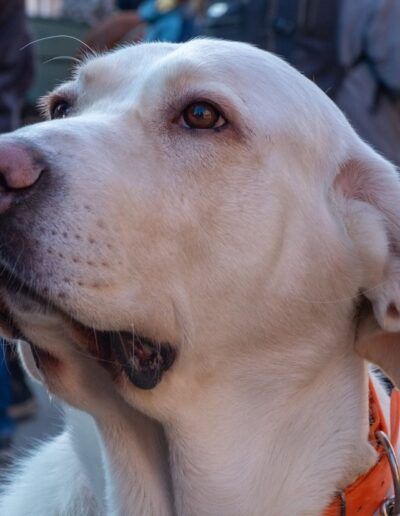 Perro labrador de color claro mirando al cielo