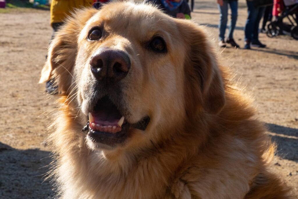 Perro golden retriever en la calle