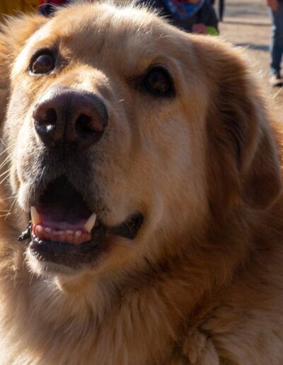 Perro golden retriever en la calle